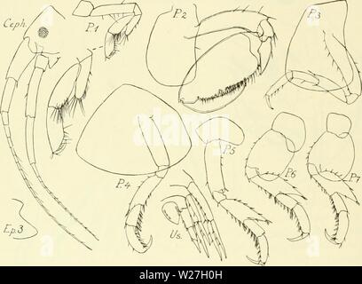 Image d'archive à partir de la page 279 de l'Ingolf danois-Expedition (1899-1953). L'expédition danoise Ingolf-danishingolfex daniuoft3CPT8ig8 Année : 1899-1953 LES CRUSTACÉS Malacostracés. VII. En ayant le pédoncule de 2 antennes très longues cette espèce est plus Stenothoe megacheir étroitement allié à (Boeck) (G. O. Sars 1895, p. 242, pi. 83), mais elle diffère entre autres choses d'avoir péréiopode chez 2 (y compris la plaque latérale) d'une autre forme, et péréiopodes 6-7 ont beaucoup plus mixte 4ème produit dans le coin arrière inférieur. 203. Aequicornis Stenothoe ( ?) n. sp. (Fig. 59). Événement. 5 spécimens ont été prises à la Banque D'Images