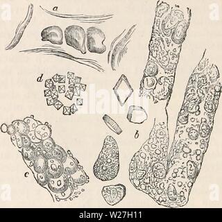 Image d'archive à partir de la page 279 de la cyclopaedia d'anatomie et de Banque D'Images