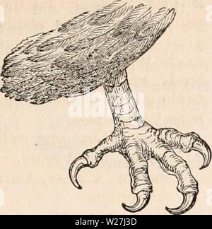 Image d'archive à partir de la page 282 de la cyclopaedia d'anatomie et de Banque D'Images