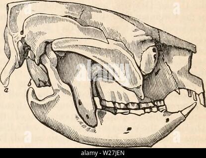 Image d'archive à partir de la page 284 de la cyclopaedia d'anatomie et de Banque D'Images