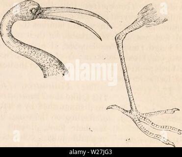 Image d'archive à partir de la page 284 de la cyclopaedia d'anatomie et de Banque D'Images