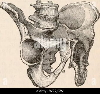 Image d'archive à partir de la page 284 de la cyclopaedia d'anatomie et de Banque D'Images