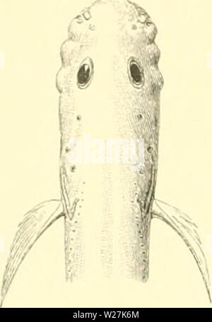 Image d'archive à partir de la page 287 de l'Ingolf danois-Expedition (1899-1953). L'expédition danoise Ingolf-danishingolfex2apt1a5daniuoft LYCODIN 1899-1953 Année : 52.. une fois et demie le diamètre de l'œil^. Le lenoth du museau à l'oeil, n'est pas tout à fait 3 fois dans l' , lenjith tout de la tête. La mâchoire inférieure s'étend presque aussi loin que la partie supérieure, dont l'angle postérieur se trouve sous le tiers antérieur de l'œil. Les lèvres sont assez charnues. Les dents sont petites et pointues, placées comme d'habitude la intermaxillaire.........., vomer, palatine et la mandibule. Les rainures pour les pores de la ligne latérale Banque D'Images