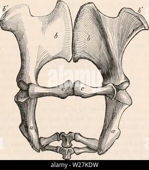 Image d'archive à partir de la page 288 de la cyclopaedia d'anatomie et de Banque D'Images