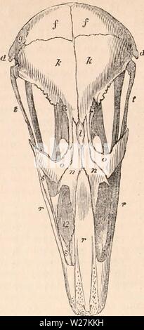 Image d'archive à partir de la page 289 de la cyclopaedia d'anatomie et de Image d'archive à partir de la page 289 de la cyclopaedia d'anatomie et de