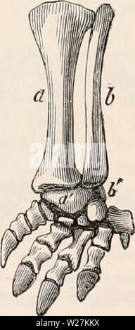 Image d'archive à partir de la page 289 de la cyclopaedia d'anatomie et de