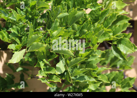 Close up of Wisteria sinensis (glycine de Chine) laisse dans le jardin Banque D'Images