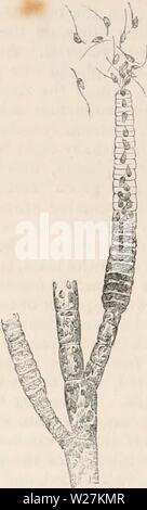 Image d'archive à partir de la page 289 de la cyclopaedia d'anatomie et de Image d'archive à partir de la page 289 de la cyclopaedia d'anatomie et de