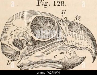 Image d'archive à partir de la page 290 de la cyclopaedia d'anatomie et de Banque D'Images