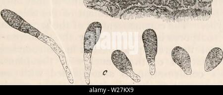 Image d'archive à partir de la page 290 de la cyclopaedia de l'anatomie et. La cyclopaedia de l'anatomie et physiologie cyclopdiaofana05todd Année : 1859 --••' ' ' les cavités résultant, les zoospores sont d'être (Bund, qui, bien qu'ils ressemblent tout à fait à celles de la structure d'autres algues de couleur olive, sont environ trois fois plus grand. Les anthéridies supposé de Cutleria communiquer à la Tufts dont elles font partie, leur couleur orange caractéristique. Les organes eux-mêmes sont allongées en forme de saucisse, vésicules séminales : ils contiennent une matière granulaire, grisâtre, dans laquelle, comme l'orgue est venu, l'indication Banque D'Images