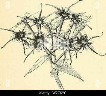 Image d'archive à partir de la page 291 de la Cyclopaedia of American horticulture, comprenant. Cyclopedia of American horticulture, comprenant des suggestions pour la culture de plantes horticoles, les descriptions des espèces de fruits, légumes, fleurs et plantes ornementales vendues aux États-Unis et au Canada, ainsi que des notes biographiques et géographiques cyclopediaofamer03sous caution3 Année : 1900 1306 PHLOMIS PHLOX A. Ils. jaune. B. arbustives plantes : bractées pas nette et rigide à l'apex, ch. Wliorls 20-S0-fld. fruticdsa, Linn. Shnib, 2-4 ft. divaricately mucb, hanche,-branebed : Ivs. arrondis ou sbap de coin Banque D'Images