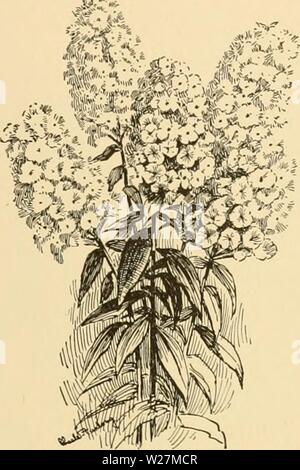 Image d'archive à partir de la page 294 de la Cyclopaedia of American horticulture Banque D'Images