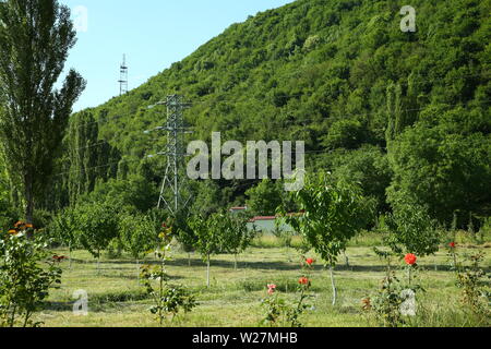 Le vert des montagnes. Arbres au bord de la montagne. Jardin verdoyant. Roses d'or rouge. Sycomore . L'Azerbaïdjan Guba District. Banque D'Images