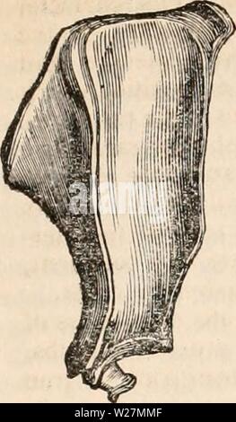 Image d'archive à partir de la page 294 de la cyclopaedia d'anatomie et de Banque D'Images