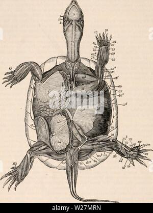 Image d'archive à partir de la page 295 de la cyclopaedia d'anatomie et de Banque D'Images