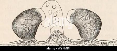 Image d'archive à partir de la page 295 de la cyclopaedia d'anatomie et de Banque D'Images