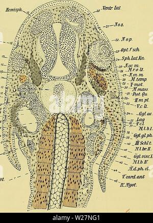 Image d'archive à partir de la page 299 du Medicinisch-Naturwissenschaftlichen Denkschriften der Gesellschaft zu. Denkschriften der Medicinisch-Naturwissenschaftlichen denkschriftender Gesellschaft zu Jena47medi Année : 1879 1224 Entwicklungsgeschichte des Kopfes BlutgefÃ¤sssystems und von Ceratodus forsten'. Als 564 BÃ¼ndel zu unterscheiden distinctes. Die Grenze zwischen den beiden ist Trigeminusganglien¤schrÃ g eingestellt und dicht schneidet hinteren hinter dem Rande des im Querschnitt, rundlichen schwÃ¤auf dieser Seite chlichen Temporaiis (14). Eine Kleine Venenanastomose trennt das Ganglio Banque D'Images