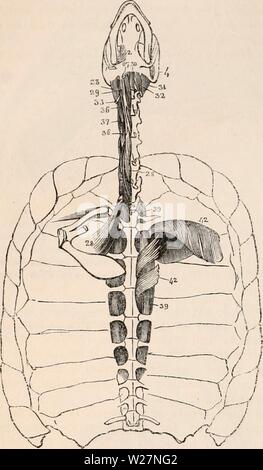 Image d'archive à partir de la page 299 de la cyclopaedia d'anatomie et de Banque D'Images