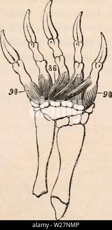 Image d'archive à partir de la page 300 de la cyclopaedia de l'anatomie et. La cyclopaedia de l'anatomie et physiologie0401cyclopdiaofana Myvlogy todd Année : 1847 de la tortue 71, pronator teres (insertion de) ; 72, 75 ; quailratus pronator radial, interims ; 88, flexores- torum digi breves ; 90, interossei digitoriun à manus- terni. Il y a seulement un supinator, qui est in- sérée dans le poignet ; il provient de la condyle externe, mais dans les tortues ce muscle est insuffisant. Les pronators des bras- sont présents dans les pays ; toutefois, la tortue pronator quadratus est très petit, et situé Banque D'Images