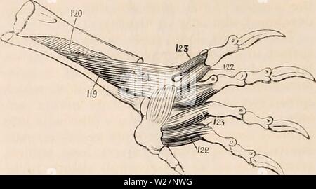 Image d'archive à partir de la page 301 de la cyclopaedia de l'anatomie et. La cyclopaedia de l'anatomie et physiologie0401cyclopdiaofana todd Année : 1847 280 REPTILIA. surface du pubis, sa confusion marge antérieure à celle de l'glutaeus medius. L'obturateur externus (de Bojanus adducteur) se présente en deux parties, l'une venant de la pu), est l'autre, de l'ischion ; leurs deux tendons s'unissent pour former un large tendon, qui est inséré dans les deux trochanters. Les adducteurs de la cuisse ne découlent pas de le pubis, mais de l'ischiadic partie de la symphyse pubienne. Un muscle, l'analogie dont il est d Banque D'Images