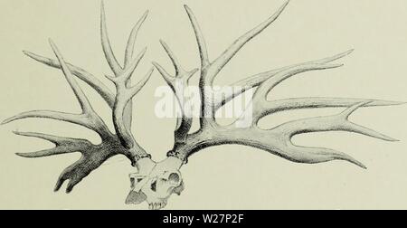 Image d'archive à partir de la page 302 de la deer de tous les pays ; Banque D'Images