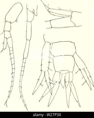 Image d'archive à partir de la page 302 de l'Ingolf danois-Expedition (1899-1953). L'expédition danoise Ingolf-danishingolfex daniuoft3CPT8Année : 1899-1953 LES CRUSTACÉS Malacostracés. VII. 221 commentaires. Les spécimens ont sur la partie supérieure (me- dian) du côté du pédoncule de l'uropode ist 3 ou 4 épines, et sur l'innerside de rame interne 2 épines (SRAS : seulement 1 de chaque côté de la colonne vertébrale de rame interne). Antenne 1 J a joint d'nagelhun ist accessoire forme toit comme dans les autres genres de la famille. (Graphique 38 Répartition, partim (p. 217)). Seulement dans les eaux le long de la Norvège et de S. Skagerak (Haugesund ; 42 milles N.W. Banque D'Images