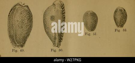 Image d'archive à partir de la page 305 d'Dbutsugaku zasshi (1889). Dbutsugaku dbutsugakuzasshi zasshi niho12Année : 1889 MOLLUSQUES japonais. PL IV. 版四第類貝本日 Fiff. 55. -看 Fiff. 56. Fig. 57. Banque D'Images