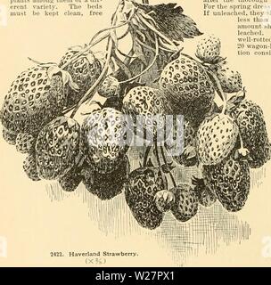Image d'archive à partir de la page 307 de la Cyclopaedia of American horticulture . Cyclopedia of American horticulture : comprenant des suggestions pour la culture de plantes horticoles, les descriptions des espèces de fruits, légumes, fleurs et plantes ornementales vendues aux États-Unis et au Canada, ainsi que des notes biographiques et géographiques cyclopediaofame04bail Année : 1906 STRAWBERRY 173S peut être accompli par des hommes avec un peu d'expérience dans une petite partie de leur temps à l'écrire, mais il faut re- que l'accomplissement de ce travail bien ou mauvais feront la différence entre un succès et p Banque D'Images