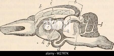 Image d'archive à partir de la page 308 de la cyclopaedia d'anatomie et de Banque D'Images
