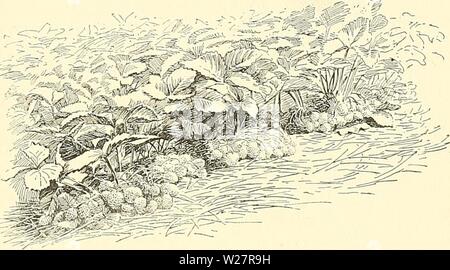 Image d'archive à partir de la page 309 de la Cyclopaedia of American horticulture, comprenant. Cyclopedia of American horticulture, comprenant des suggestions pour la culture de plantes horticoles, les descriptions des espèces de fruits, légumes, fleurs et plantes ornementales vendues aux États-Unis et au Canada, ainsi que des notes biographiques et géographiques cyclopediaofamer04sous caution4 Année : 1900 1742 Fraises Fraises semble être plus de certitude dans la culture des fraises un- der sueh conditions que dans les régions où la culture doit dépendre de la pluie. Certaines variétés qui sont en général un échec car Banque D'Images