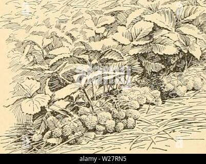 Image d'archive à partir de la page 311 de Cyclopedia of American horticulture . Cyclopedia of American horticulture : comprenant des suggestions pour la culture de plantes horticoles, les descriptions des espèces de fruits, légumes, fleurs et plantes ornementales vendues aux États-Unis et au Canada, ainsi que des notes biographiques et géographiques cyclopediaofame04bail Année : 1906 FRAISE 1742 semble être plus de certitude dans la culture des fraises sous conditions sucli que dans les régions où la culture doit dépendre de la pluie. Certaines variétés qui sont généralement un échec en raison de leur insuffisante ro Banque D'Images