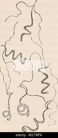 Image d'archive à partir de la page 311 de la cyclopaedia de l'anatomie et. La cyclopaedia de l'anatomie et physiologie cyclopdiaofana05todd Année : 1859 236 Légumes Légumes, REPRODUCTION (ovule). de la jeune pousse. Peu après son origine, il y a formé, par la croissance continue de la Fig. 163. Antherozoids de Pellia, 400 diam. (Thuret.^) tirer en dessous d'eux, une fine prolonger laminaire- ation sur la surface de laquelle ils sont pris en charge. Par un processus de division cellulaire- resem bling qu'observés dans le développement de l'untheridia d'Anthoceros, chaque rudiment est converti en un cylindre, arrondies au-dessus et Banque D'Images
