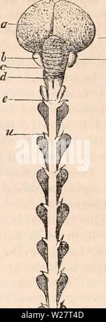 Image d'archive à partir de la page 313 de la cyclopaedia d'anatomie et de