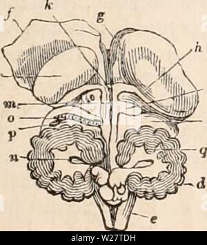 Image d'archive à partir de la page 314 de la cyclopaedia d'anatomie et de Banque D'Images