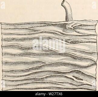 Image d'archive à partir de la page 316 de la cyclopaedia d'anatomie et de Banque D'Images