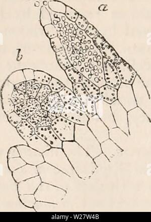 Image d'archive à partir de la page 317 de la cyclopaedia de l'anatomie et. La cyclopaedia de l'anatomie et physiologie cyclopdiaofana05todd Année : 1859 242 Légumes Légumes, REPRODUCTION (ovule). Tous les points de vue, ceux des fougères. L'anthe- ridia, Richard Desenclos du sont placés, non pas sur la Fig. 170 co°. a. j/Lnfheridia d'Equisetum, 300 dlam. une anthéridie, mûr, à partir de laquelle le antherozoids commencent à s'échapper ; b, theridiiun.ar non mûr. (Hofmeister.) la face inférieure, mais le long de chaque bord de la succursale principale de la prothalle. 88. Archcgonhun. Les archégones - ont été découverts et la figure Banque D'Images