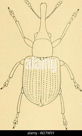 Image d'archive à partir de la page 318 de la faune, de factures (1908). La faune, émetteur de danmarksfaunabil04dans Année : 1908 313 raekkepunkterede Scutellarstriben tydelig fint ;. Le pygidium. udaekket Laengde 3-4 mm. cf : Snuden c. asa lang som (hos 9 - politiske kriterier de fin) Hoved -f Pronotum. Paa Slaaen Hvidtjørn udbredt og og temmelig, al- mindelig. • Fig. 150. Rhynchites coryli. c ?. X 12. 10. R. aeneovirens Marsh. Trier, med tydeligt Metalskaer Oversiden, grønt, med temmelig lang, opstaa Behaaring- ende, graa. Følehornene indleddede sac lidt slanke, Snudens Midte. Snuden kun ganske svagt krum- satisfaites. Hoved Banque D'Images