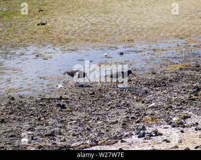 Australian pied oystercatcher Banque D'Images