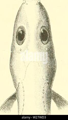 Image d'archive à partir de la page 319 de l'Ingolf danois-Expedition (1899-1953). L'expédition danoise Ingolf-danishingolfex2apt1a5Année daniuoft : 1899-1953 Fig- 15-16. Lycenchclys iinirana, seeu de côté et de dessus, x i. Les balances sont omis. L'anneau ovale sur la figure du haut montre la forme d'une section à l'endroit indiqué. - Les chiffres sont tirés de l'échantillon-type Collett de Lycodes imiyana à partir de l'Atlantique Nord de l'expédition de Norvège en 1877. Lycodes à ma connaissance. - La distance entre le museau et l'anus en murcEna est de 30,4 à 27,6 la longueur totale, de spécimens de L. Banque D'Images