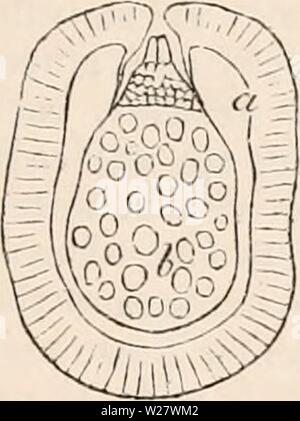 Image d'archive à partir de la page 320 de la cyclopaedia de l'anatomie et. La cyclopaedia de l'anatomie et physiologie cyclopdiaofana05todd Année : 1859, REPRODUCTION VÉGÉTALE LÉGUMES (ovule). complètement dans leur mode de germination. Après être resté un certain temps sur une surface humide, leurs cavités intérieures sont trouvés à être occupé par un certain nombre de petites cellules sphériques, dont chacune contient dans son intérieur une fibre enroulée en spirale (antherozoid). Par l'adolescence dehis des valves des téguments, fig. 179. Vulvate Selayinella androspores de déhiscence de l'hel- vetica, six mois après l'sotciitg, montrant l'esc Banque D'Images