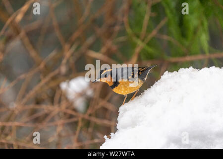 Issaquah, Washington, USA. La Grive à collier mâle debout sur un tas de neige profonde au cours d'une neige légère. Banque D'Images