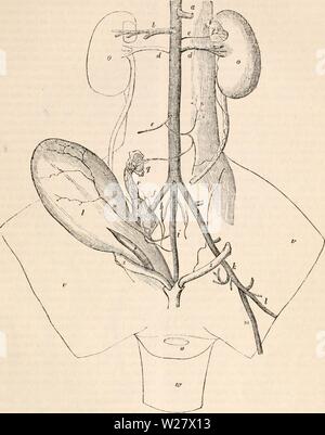 Image d'archive à partir de la page 322 de la cyclopaedia d'anatomie et de Banque D'Images