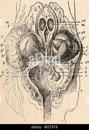 Image d'archive à partir de la page 322 de la cyclopaedia d'anatomie et de Banque D'Images