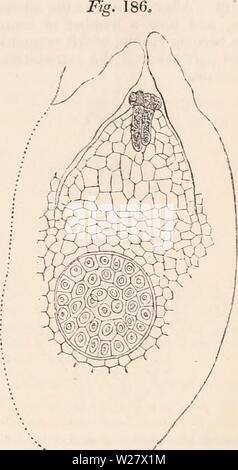 Image d'archive à partir de la page 322 de la cyclopaedia de l'anatomie et. La cyclopaedia de l'anatomie et physiologie cyclopdiaofana05todd Année : 1859 l'article de noyau de cvide des Finlandais austriaca, au centre de laquelle est observé le jeune embryon- sac, 150 diam. de mucus, le noyau qu'il contenait à première ayant disparu. Il correspond, comme nous le verrons au fur et à mesure, pour le mem- brane de la macrospore mûrs de l'Rhizocar- pese et Lycopodiaceae. Le grain de pollen dans theConiferasgenerally lui-même atteint le sommet du noyau à l'aide de la large micropyle. À partir de chaque grain émane un Banque D'Images