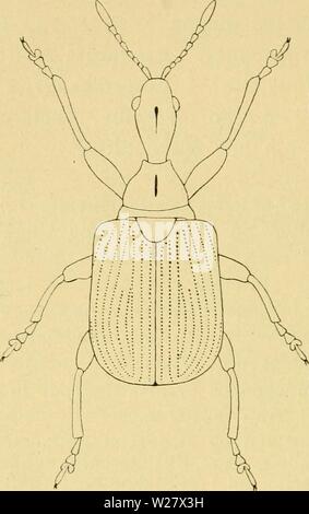 Image d'archive à partir de la page 323 de la faune, de factures (1908). La faune, émetteur de danmarksfaunabil04dans Année : 1908 318 dere fin langt med Laengdefure j'Midten og foran Roden med en Tvaerfure naesten upunkteret,. Vingedaekkerne - politiske kriterier fin brede, med kraftige Punktstriber rummene naeppe, at- bredere Striberne fin. Laengde 6-7 mm. Fig. 151. Apoderus coryli. X 6. Hovedet smallere ? : c, bagtil tilsmalnet j simple lige Linier fin hos 9 (Fig. 130). Skinnebenene slankere, Spid- sen med 1 déchiré (hos 92). Paa Hassel, temmelig almindelig og udbredt. 3. Familie Nemonychidae. Kaebepalperne Laeben og tyd Banque D'Images