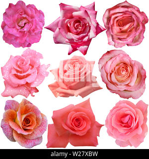 Mélange de 9 roses isolé sur fond blanc Banque D'Images