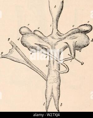 Image d'archive à partir de la page 325 de la cyclopaedia d'anatomie et de Banque D'Images