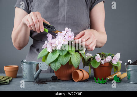 Femme prendre soin de Saintpaulia en pot fleurs violettes. Banque D'Images