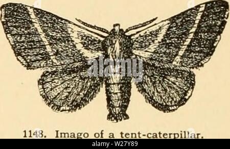 Image d'archive à partir de la page 329 de Cyclopedia of American horticulture . Cyclopedia of American horticulture : comprenant des suggestions pour la culture de plantes horticoles, les descriptions des espèces de fruits, légumes, fleurs et plantes ornementales vendues aux États-Unis et au Canada, ainsi que des notes biographiques et géographiques cyclopediaofame02bail Année : 1906 1147. Le cabbaee. papillon métamorphose complète passe par trois formes différentes au cours de leur vie : un oeuf, le stade nymphe ou jeunes, et le aditlt. Des œufs de papillons, les mites, les mouches, les coléoptères, les abeilles et d'autres o Banque D'Images