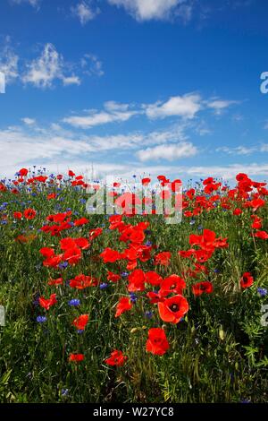 Prairie avec le maïs coquelicots (Papaver rhoeas) et de bleuet (Centaurea cyanus), l'île de Usedom, angle Lieper, Mecklembourg-Poméranie-Occidentale, Allemagne Banque D'Images